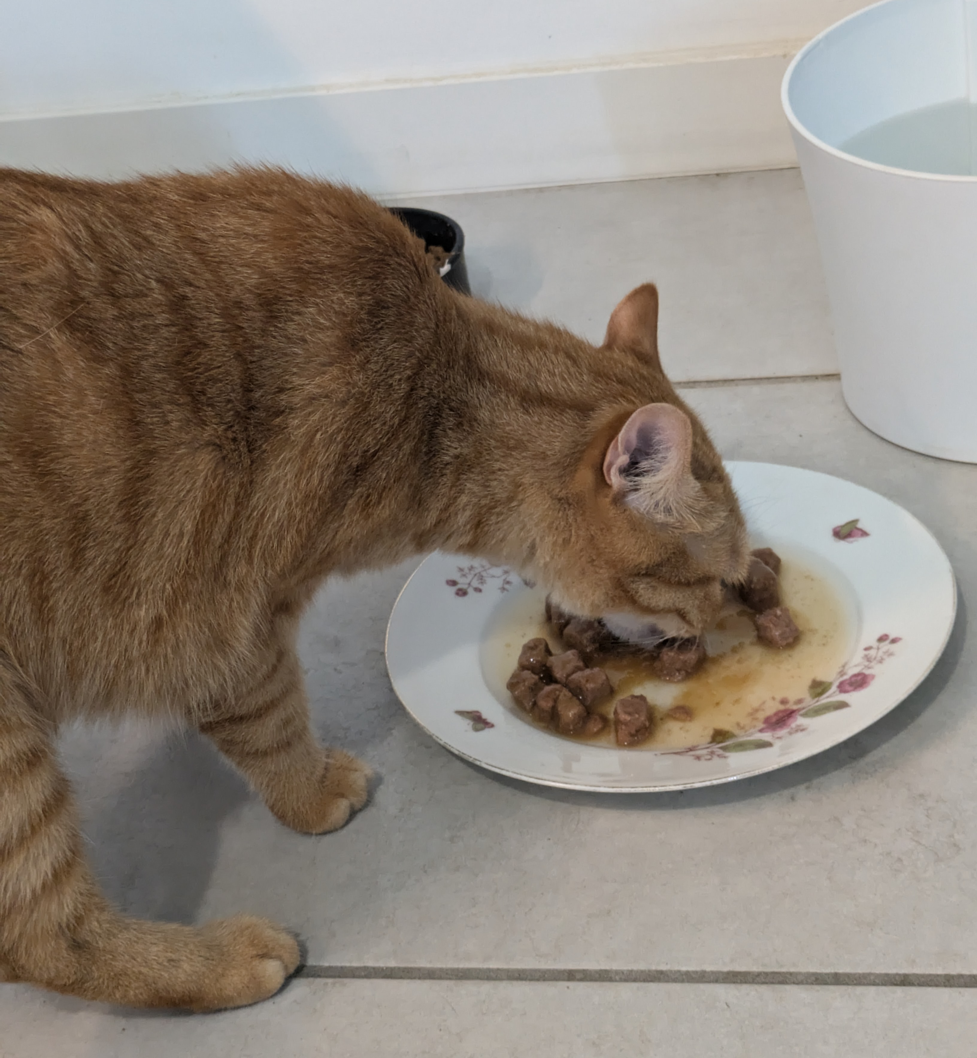 Consultation nutrition chat